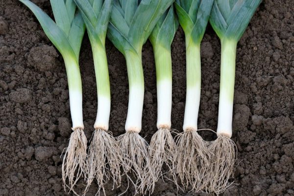 Tahan Lama : Ternyata Ini Cara Mudah Menyimpan Daun Bawang !